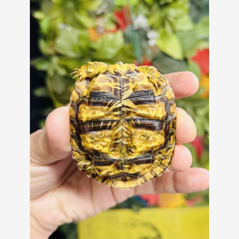 Pancake Tortoise