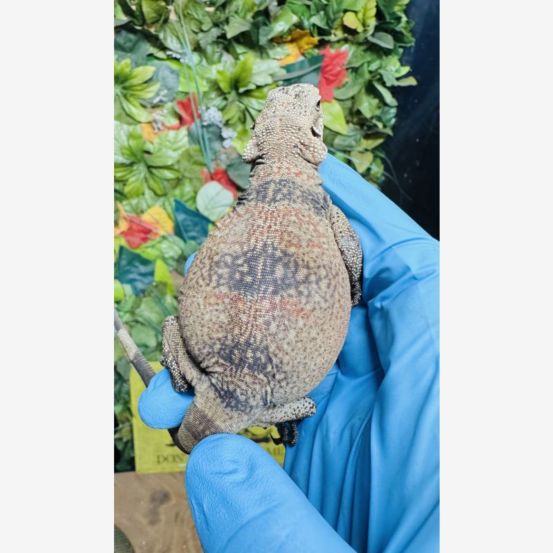 Chuckwalla