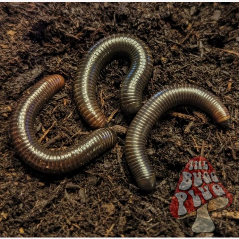 Negros Island Giant Blue Millipede ~ Acladocricus sp.