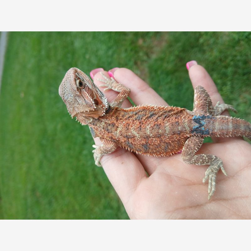 Hypo Red with blue bar 