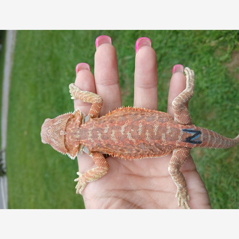 Hypo orange/ red with blue bar 