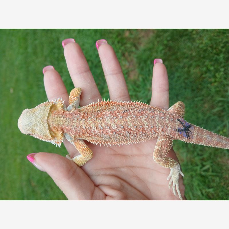 Hypo orange/ red with blue bar 
