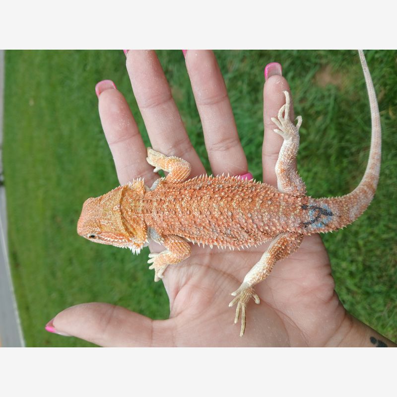 Hypo red with blue bar 