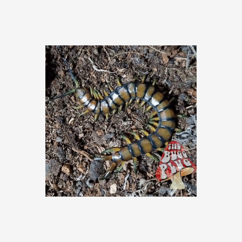 Scolopendra subspinipes - piceoflava Centipede (Super Rare)