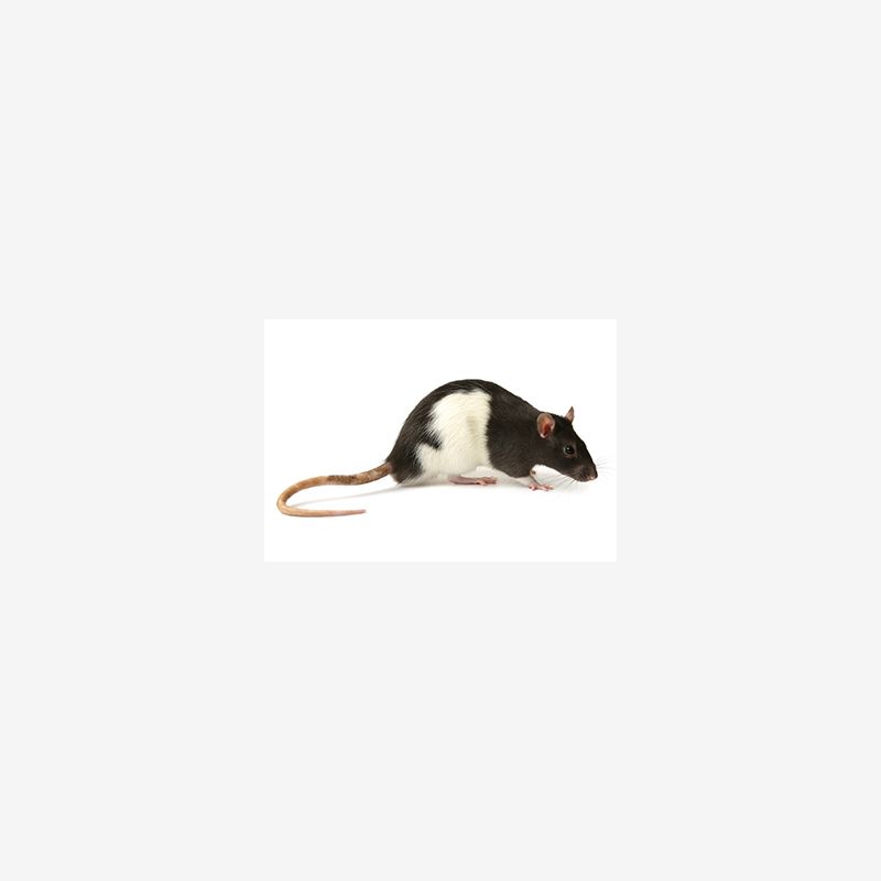 Jumbo Rats