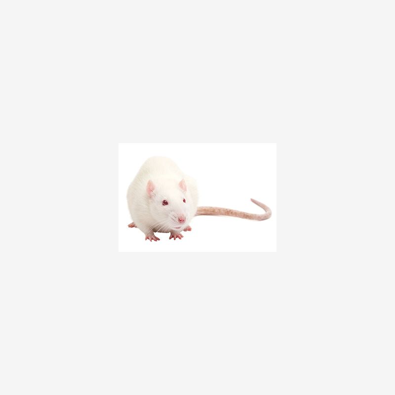 Large Rats
