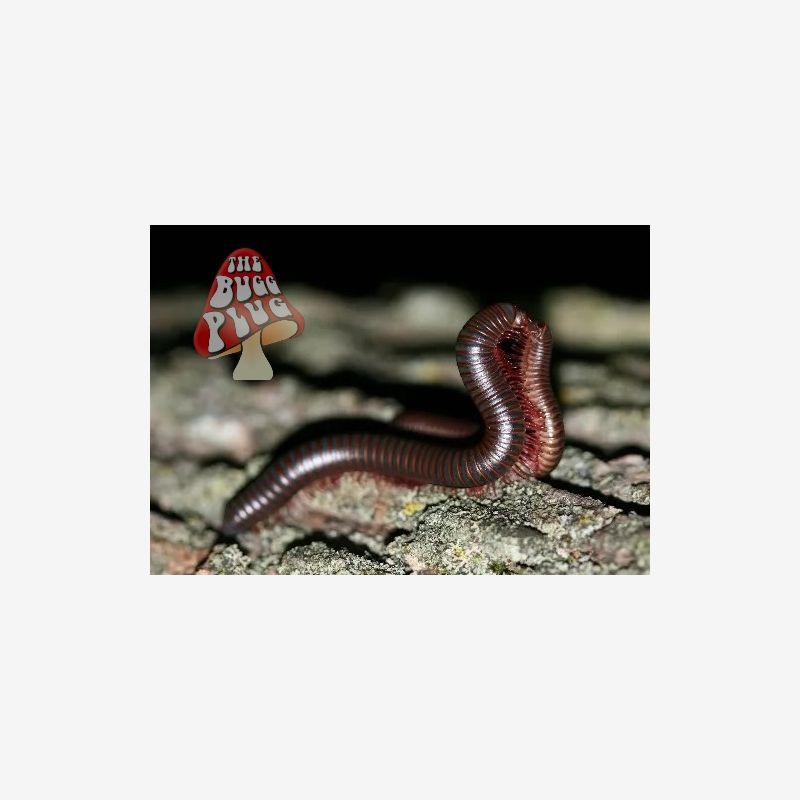 CBB Pinkfoot Millipedes ~ Narceus annularis