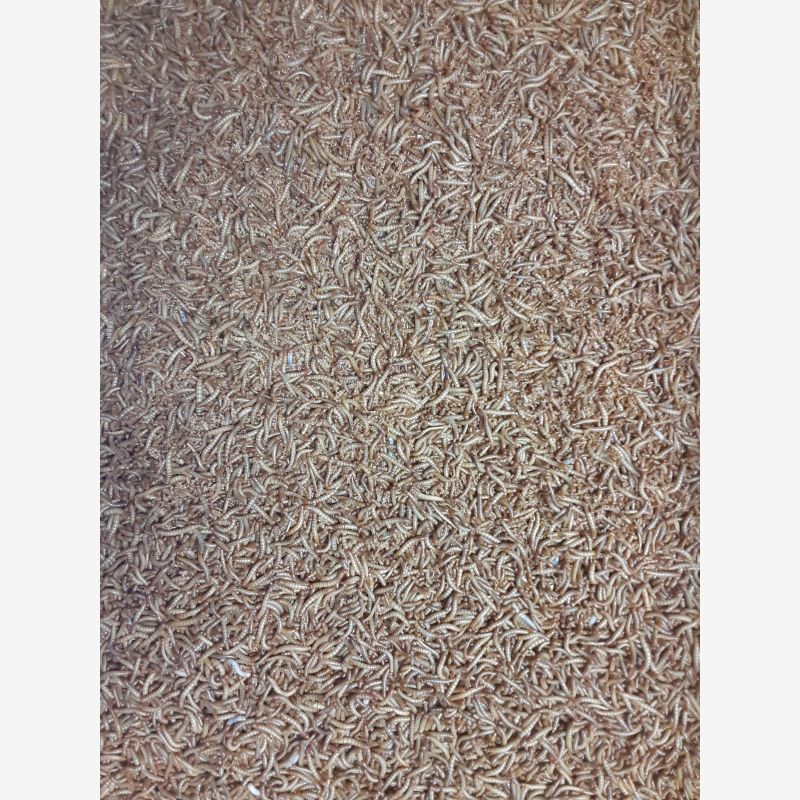5000 Live Mealworms
