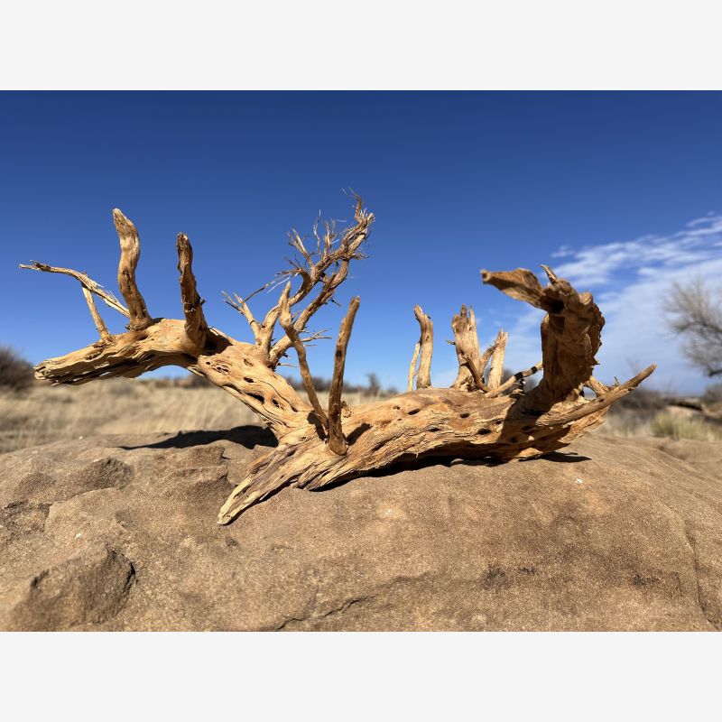 Character Cholla Stumps (Medium)