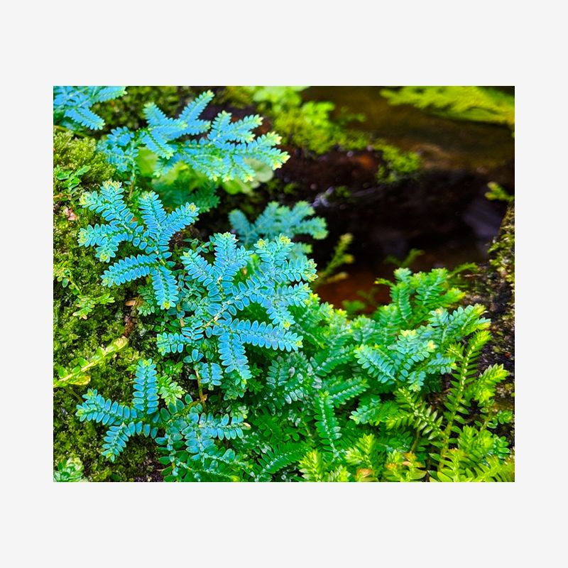 Peacock Moss (Rainbow Moss) - Selaginella uncinata
