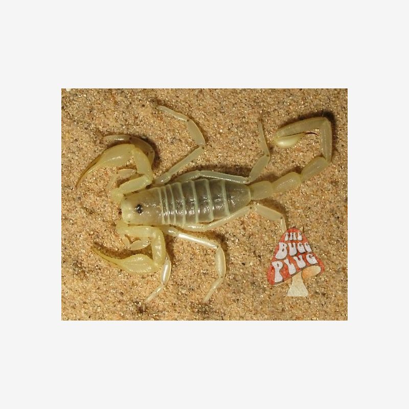 Smeringurus mesaensis ~ Dune Scorpion