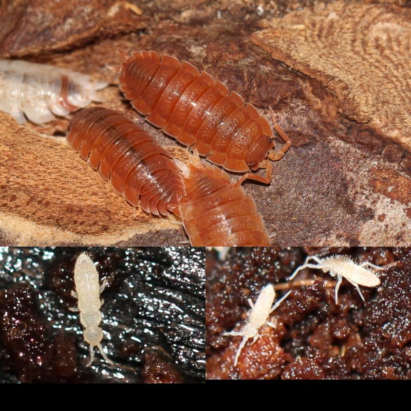 Porcellio scaber “Orange Koi” Isopods – 15+ Mixed Size Bundle + Free Springtails