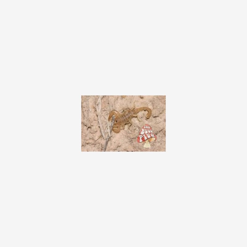 Parauroctonus utahensis - White Sands Scorpion
