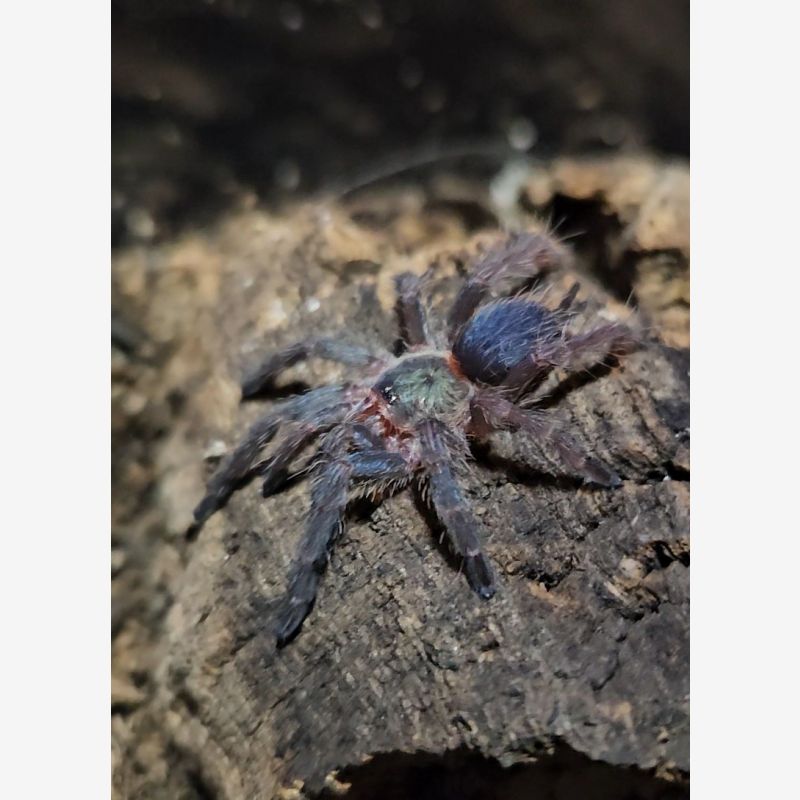 Dolichothele Diamantinensis 1.5in  unsexed 