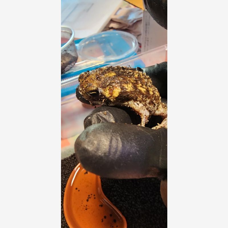 African Rain Frog (Wild)