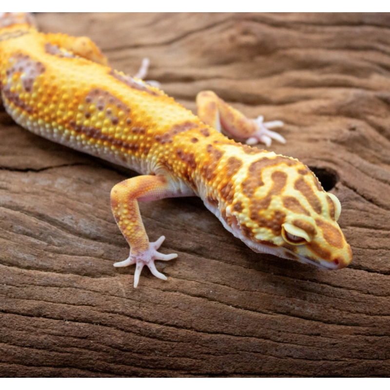 2024 0.1 Clown Bell Albino Low Pos Het Eclipse