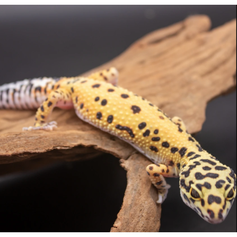 2023 0.1 Pet Gecko