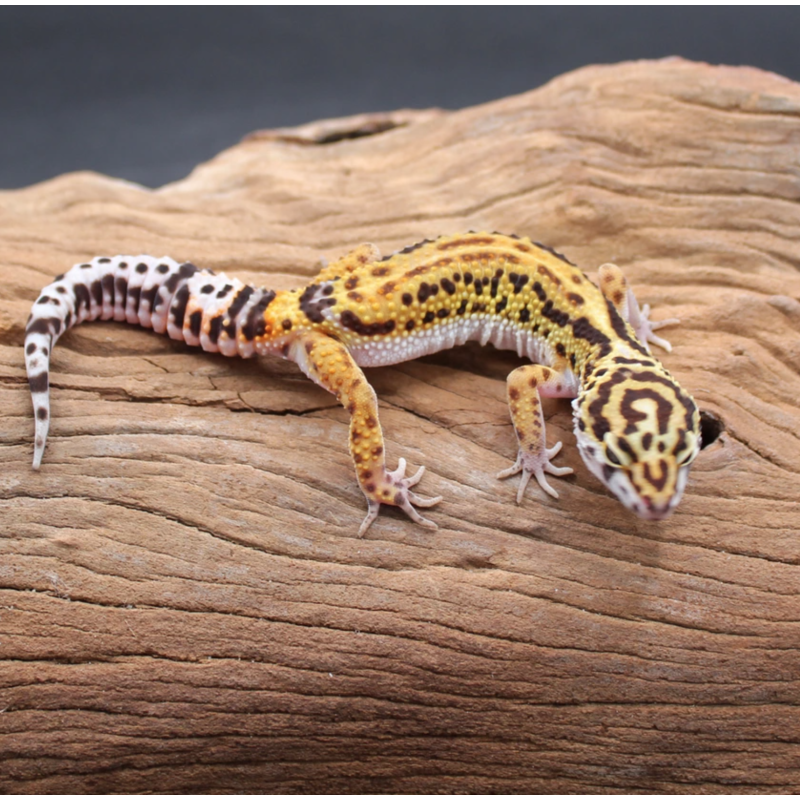 2024 0.1 Clown Firebold Cross Low Pos HET Tremper and Eclipse