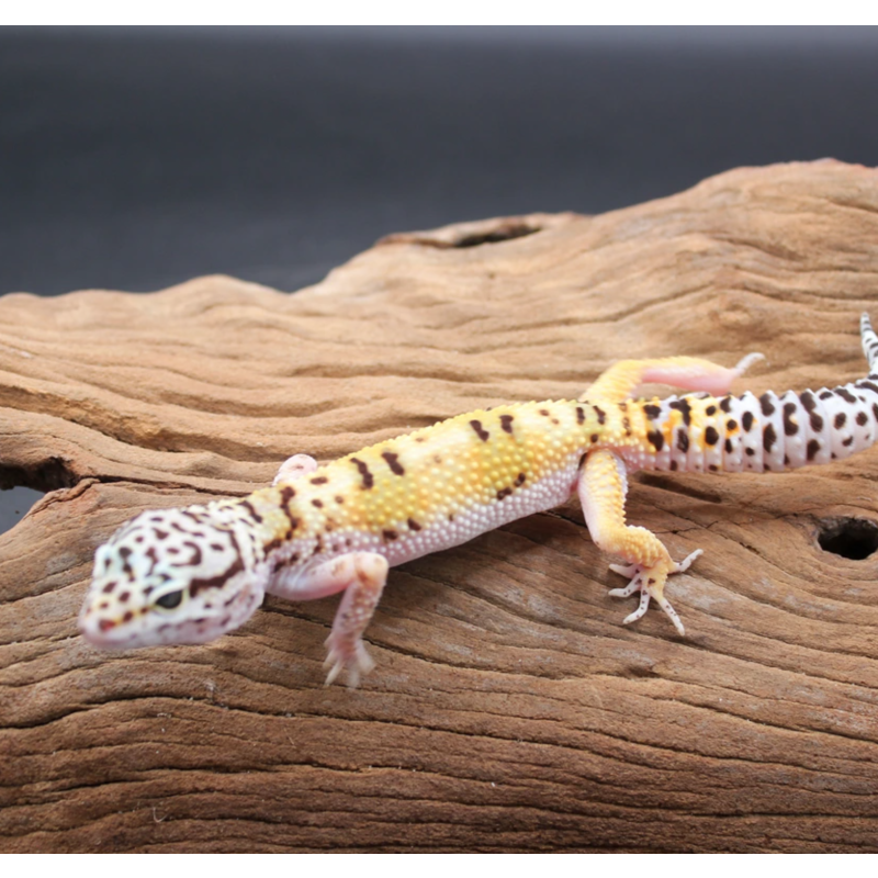 2024 0.1 HET Cipher 50% HET Tremper low Pos HET Marble Eye