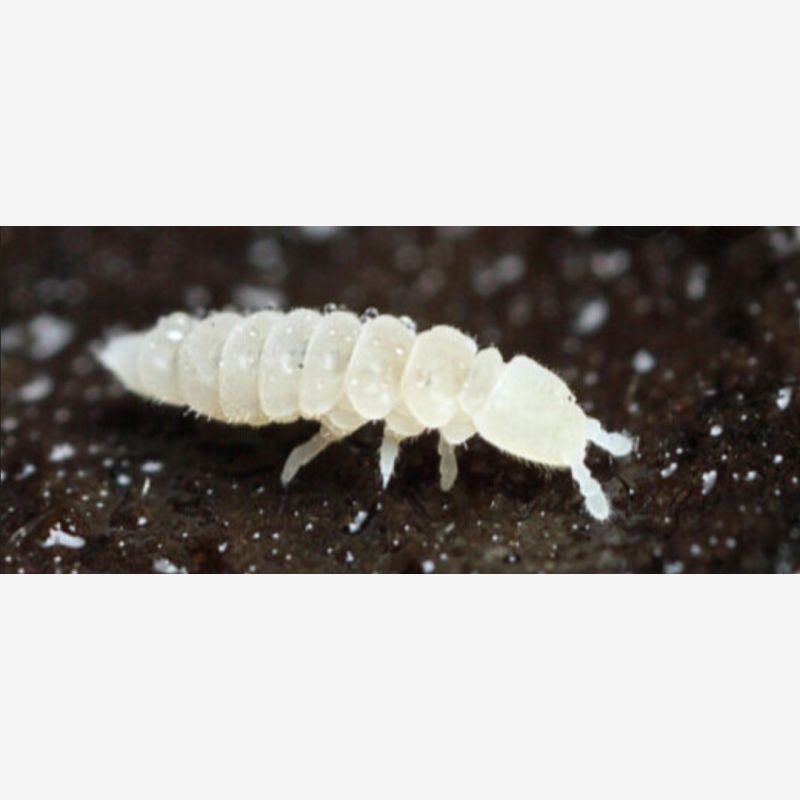 Whites Springtails