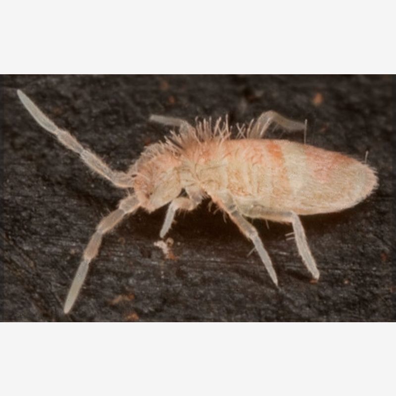 Tropical Pink Springtails