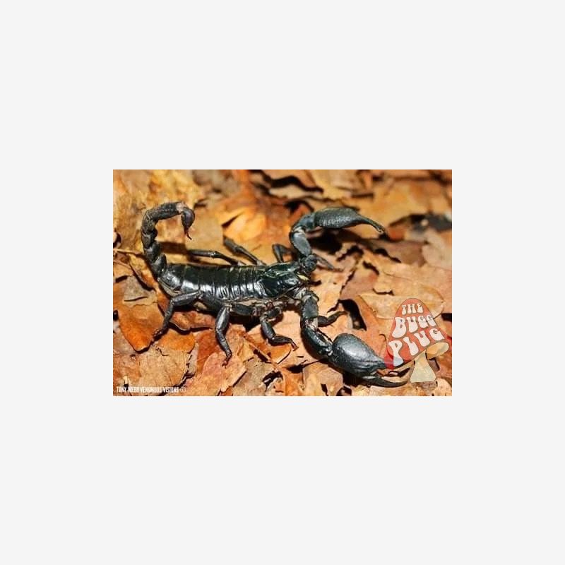 Heterometrus silenus - Asian Forest Scorpion