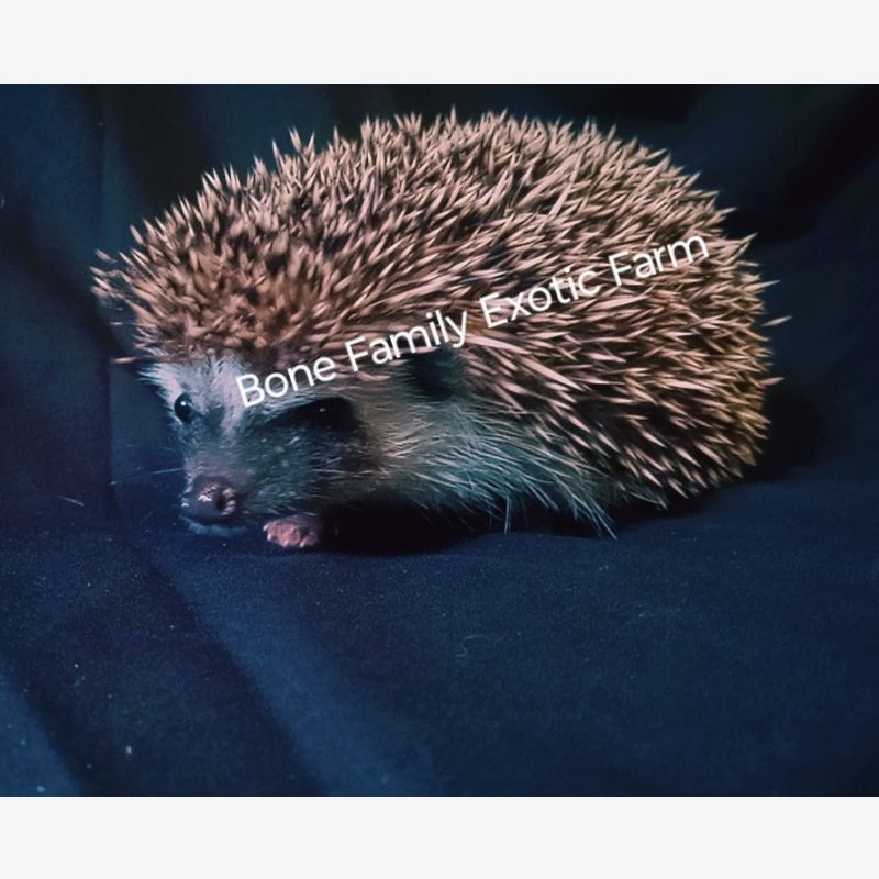 HEDGEHOG