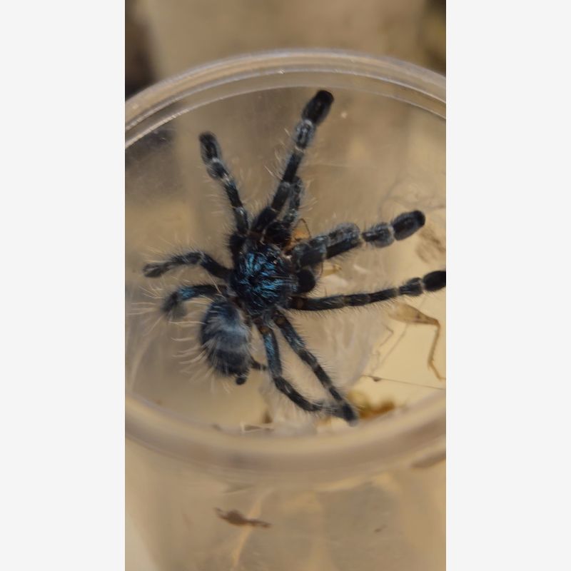 Caribena Versicolor 2 inch  Unsexed 