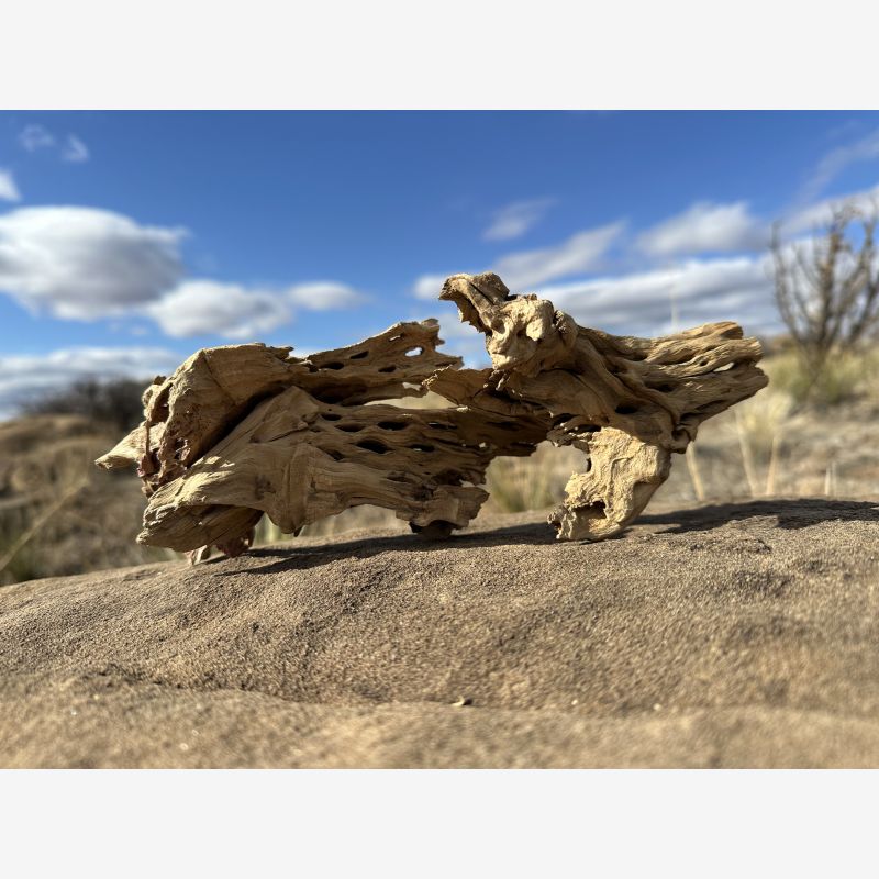 Character Cholla Stumps (X-Small)