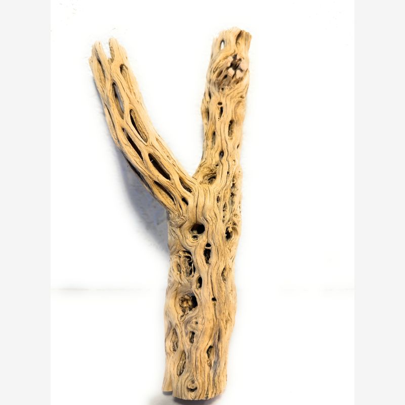 Y Cholla (1 per bag) 