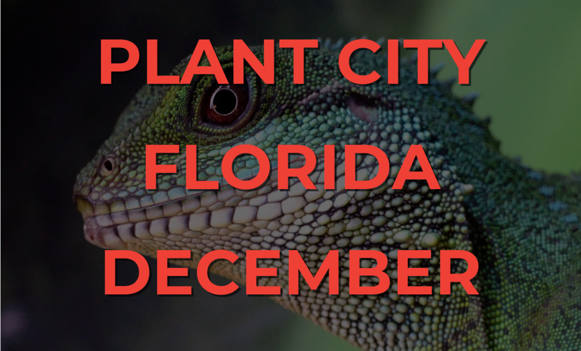 Plant City Florida Reptile Show