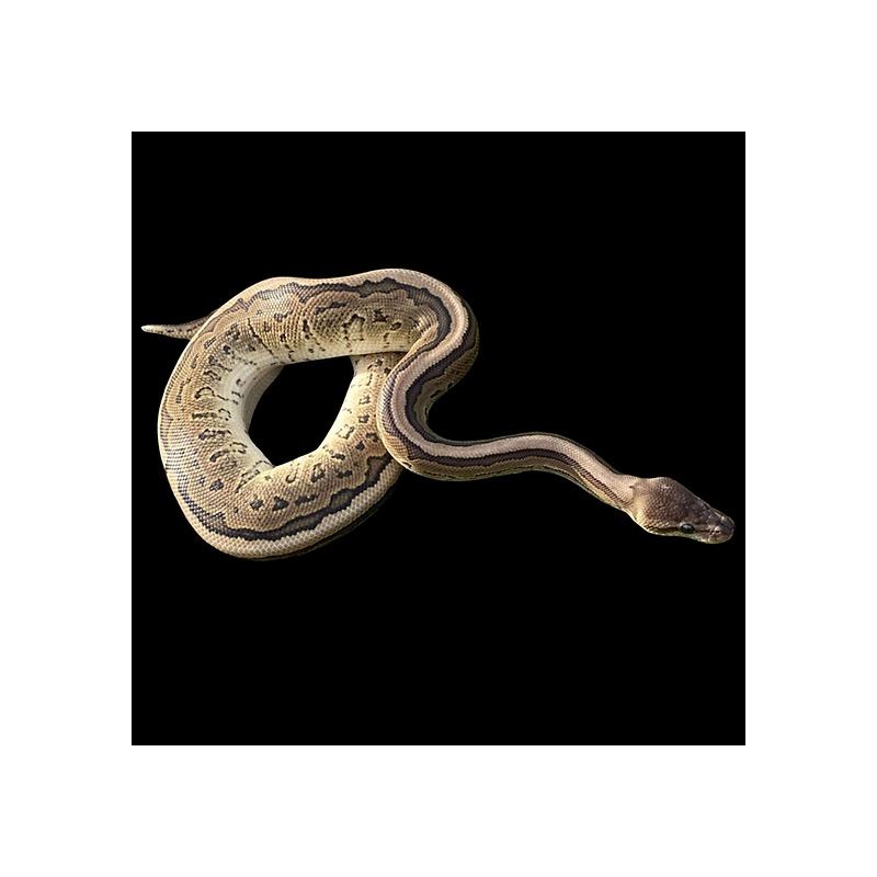 cinnamon chocolate Mojave pinstripe ball python female ♀️(Python regius ...