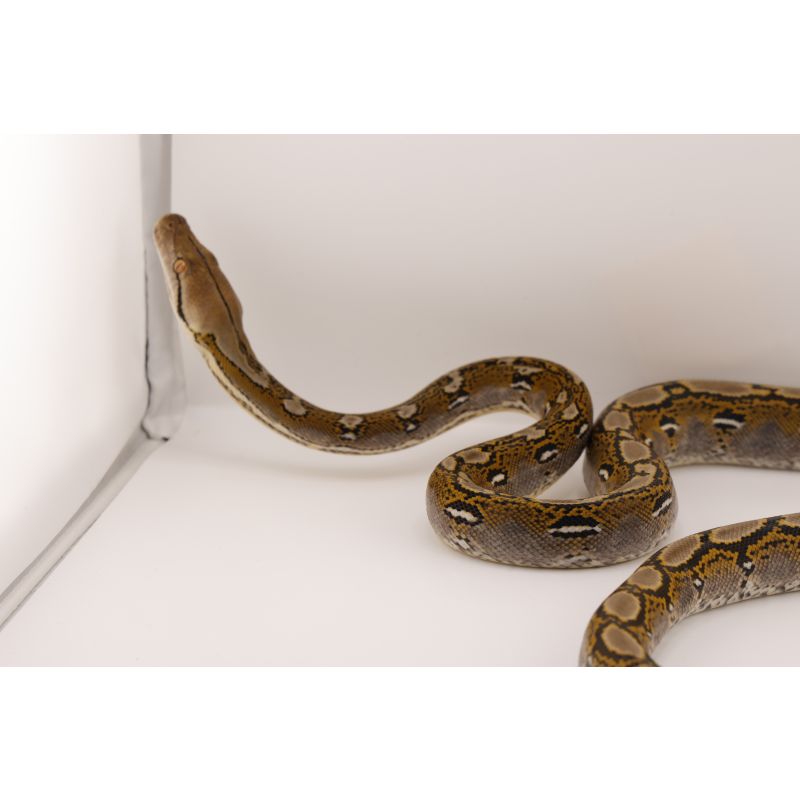 Male Normal Het Hypo Orange Ghost Stripe - Reptiles for Sale, Shows ...