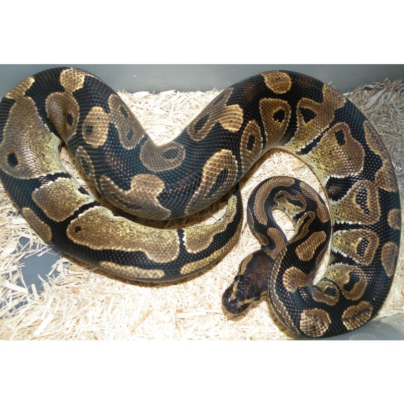 2023 Female Ball Python - Reptiles for Sale, Shows, and Expos