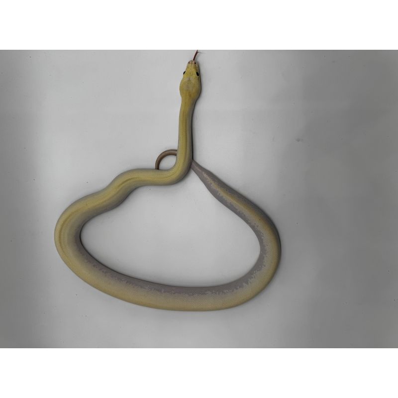 Ivory Burmese Python - Reptiles for Sale, Shows, and Expos