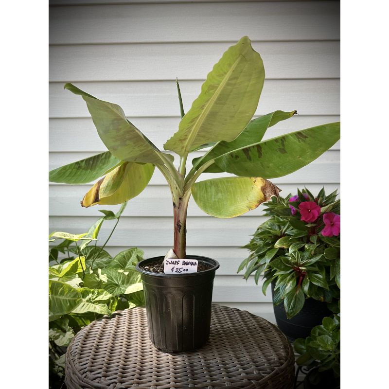 blueberry tomato plants Blueberry Cherry Tomato Live Plant in 2.5 inch Pot main image 1