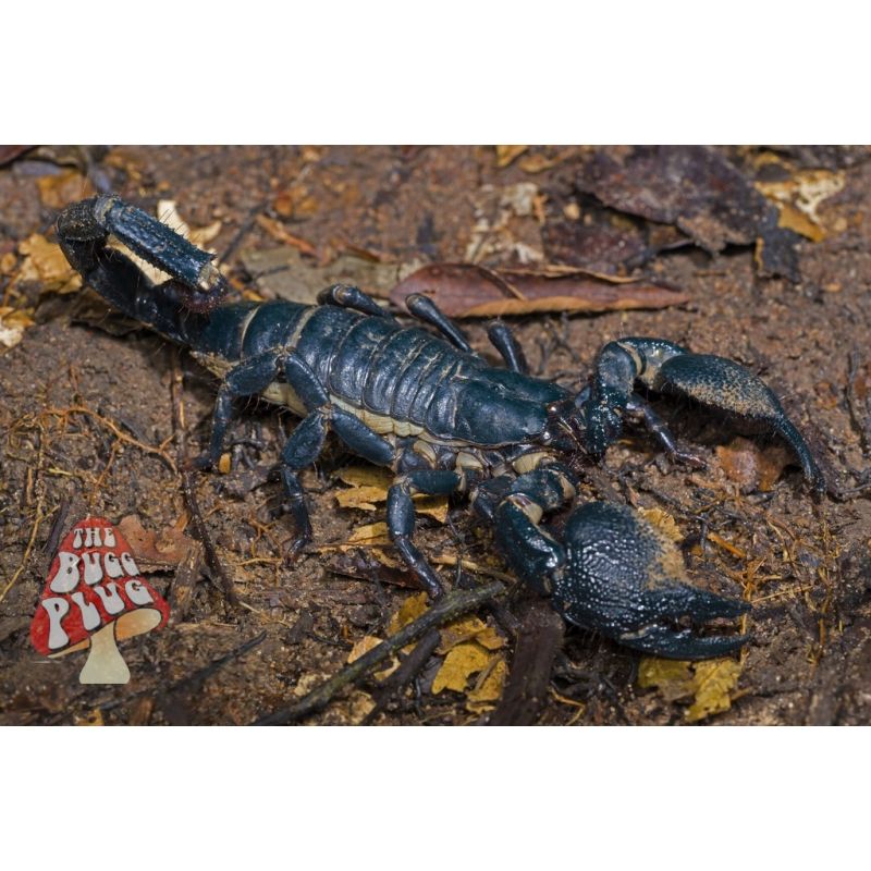 Pandinus imperator ~ Emperor Scorpion (CBB 3i) - Reptiles for Sale