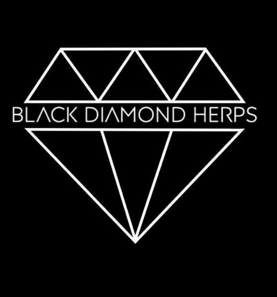 Vendor Logo
