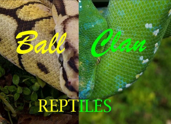 Ball Clan Reptiles Logo