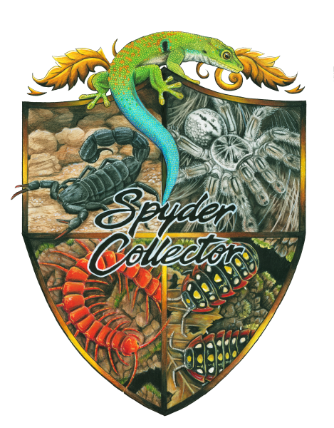 Vendor Logo