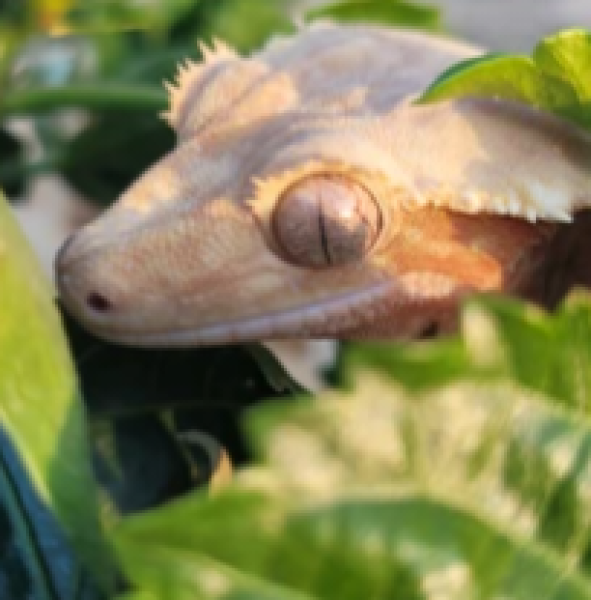 Crazy crested geckos  Logo