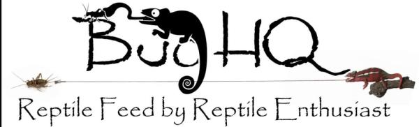 Bug HQ  Logo