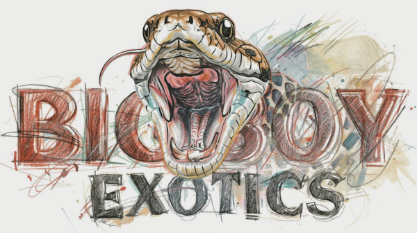 Big Boy Exotics, LLC Logo