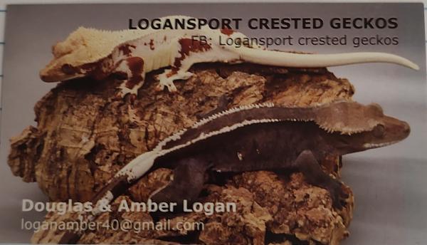 Logansport crested geckos Logo