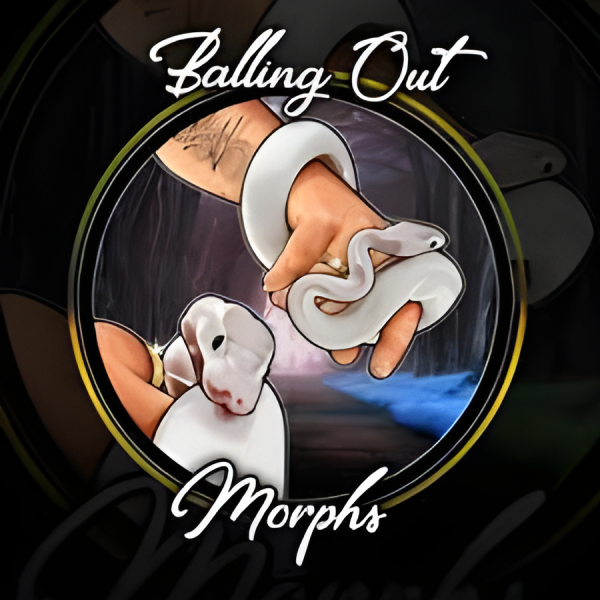 Vendor Logo