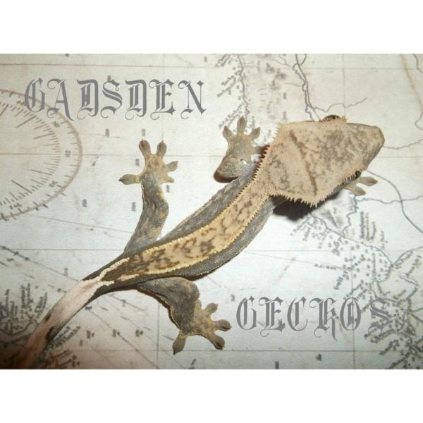 Vendor Logo