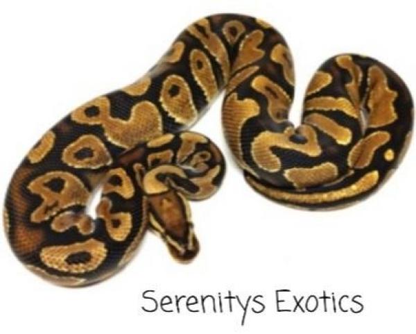 Serenitys Exotics Logo
