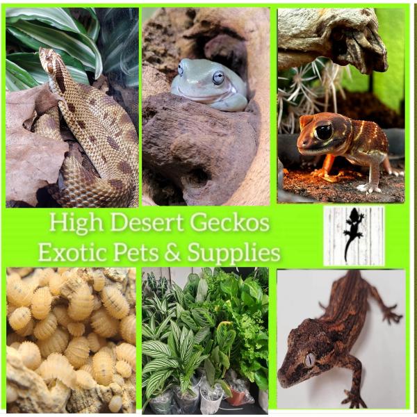 High Desert Geckos Exotic Pets & Supplies Logo