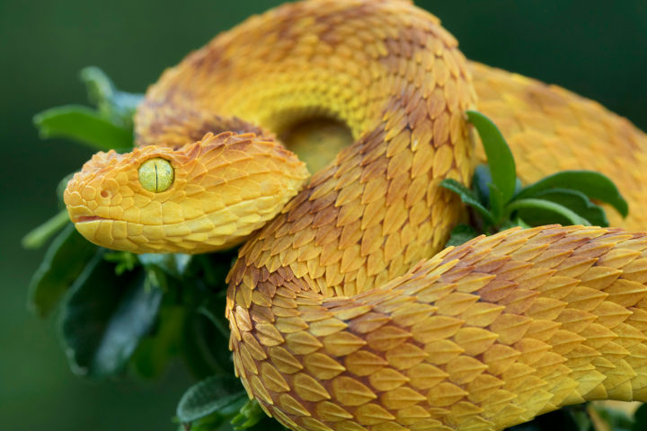 Image of Snake in Tree