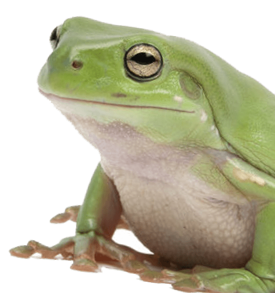 Image of Amphibian